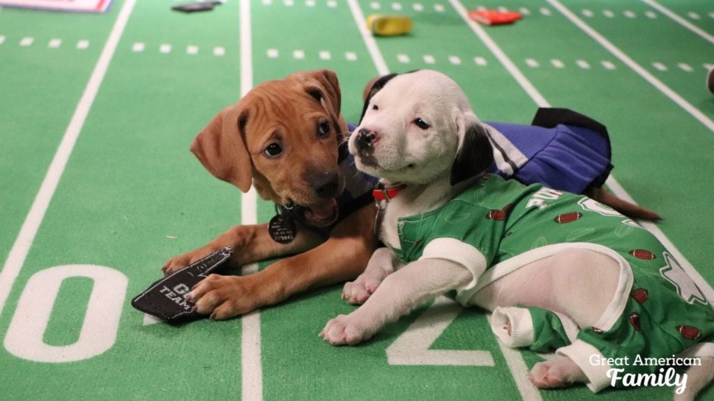 The Great American Rescue Bowl is coming to Great American Family on Super Bowl Sunday
