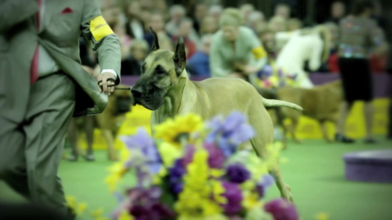 The Westminster Kennel Club dog show is coming to Fox channels starting Saturday, Feb. 8